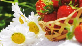 Strawberry rotates smoothly in small handmade basket with chamomile flowers. Juicy delightful video. Surrounded by grass