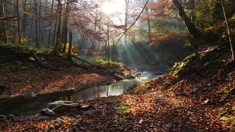 The river in autumn forest and the sun shining through the foliage. Video de stock
