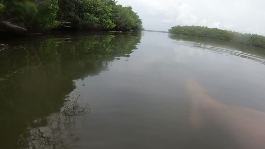 Curious manatee in Florida