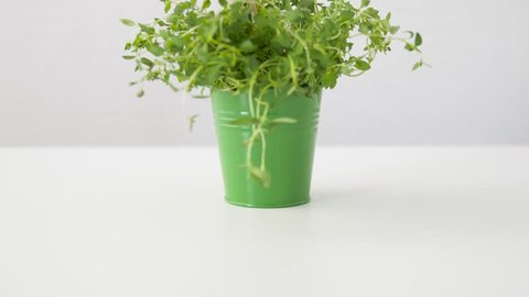 healthy eating, gardening and organic concept - green thyme herb with name plate in pot on table