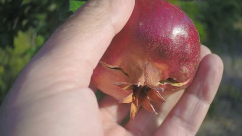 hand rips a ripe pomegranate from a tree in the garden
