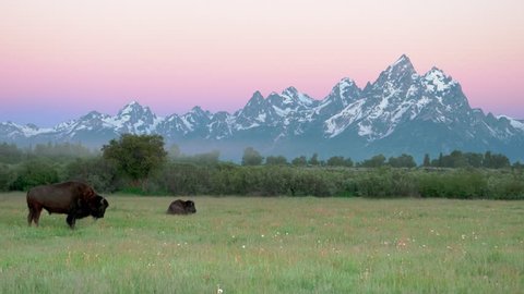 two bison at dawn in grand teton national park in the united states