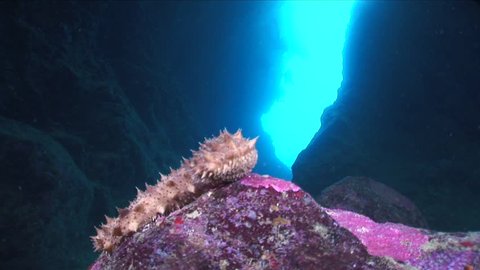 sea cucumber underwater in a cave ocean scenery 