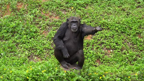 Mature chimpanzee perches enjoy on grass in zoo