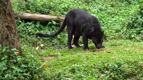black leopard or black panther waiking around on grass.