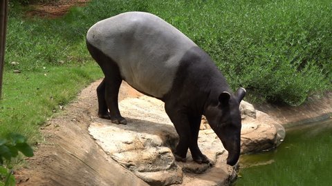 Maayan tapirl or asian tapir swim in water at zoo