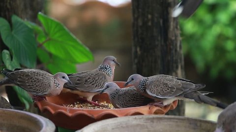 Flock of city birds are feeding.