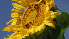 Bumblebee on sunflower Helianthus annuus plant head slow motion footage