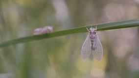 Close-up of Cicada (Cicadoidea Hemiptera) 4K footage