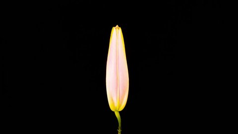 Time Lapse - Single Pink Oriental Lily Flower Blooming with Black Ground - 4K