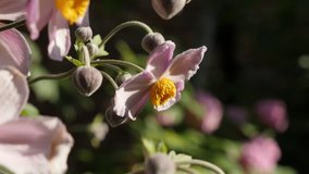 Pink japanese Anemone x hybrida flower slow-mo footage