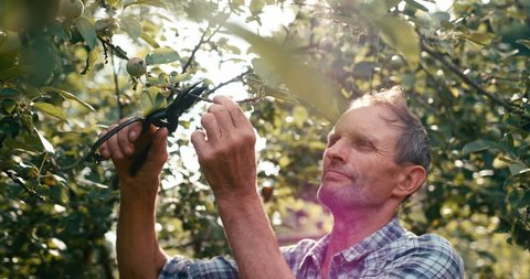 Old gardener is cutting the branch of apple tree with the help of pruner. The man is enjoying the branch in sunlights. RED camera shot.