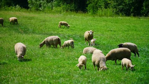Flock of Sheep and Lambs Grazing at A Grassland