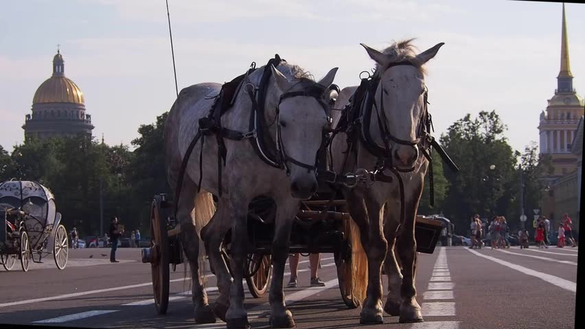 horses in St. Petersburg on Palace square