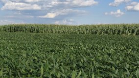 Green soybean and corn plants in field under strong wind, agriculture in spring