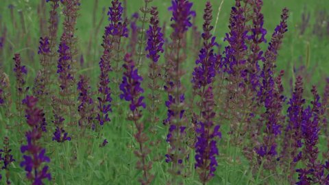 Purple wildflowers / Woodland sage / Balkan clary / Salvia nemorosa