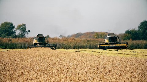 Rice, grain harvesting agriculture farming on Proud Russian farmland