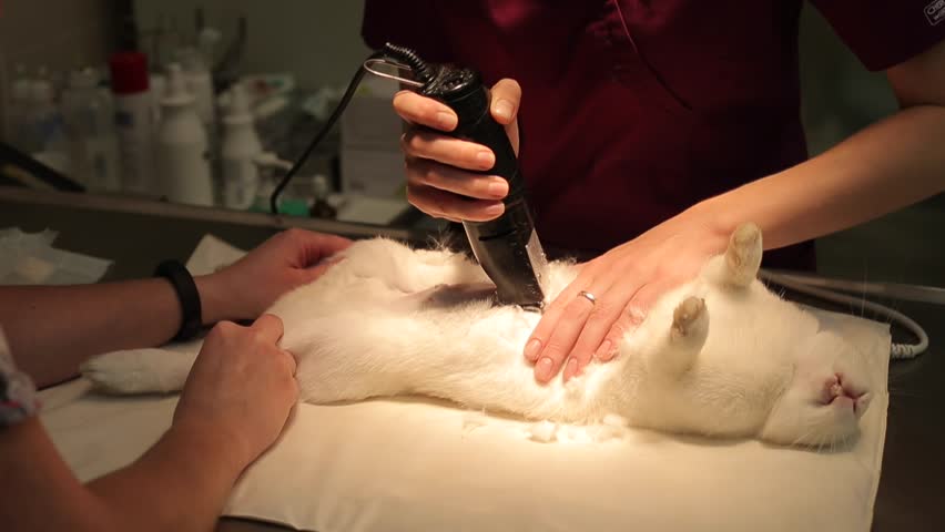 Female veterinary clinic assistant hands shaves white rabbit with clipper Preparation for surgery. Sterilization Surgical procedures testicle removal reproductive sterilization population control pets Royalty-Free Stock Footage #1014541793