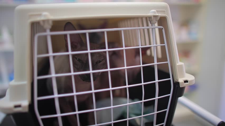 Two pedigreed cats are in a cage for transportation of animals. 
Sphynx breed. 
Travel with sick pets concept. Royalty-Free Stock Footage #1014541811