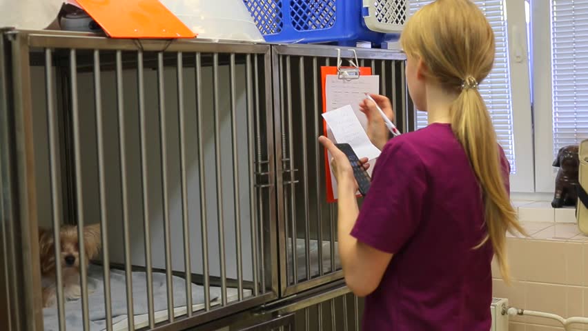 Veterinarian counts on calculator and writes on paper in the clipboard. A small dog sitting in cage. Animal testing concept. Animal emergencies that require immediate veterinary consultation or care. Royalty-Free Stock Footage #1014541832
