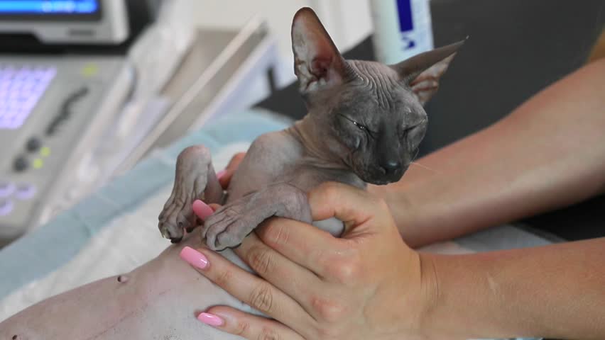 Cat Sphynx during the procedure ultrasonography in clinic in the hands of the owner. Sense of security concept. Hairlessness in cats sphynx cat is a strong and hardy breed with few health problems. Royalty-Free Stock Footage #1014541838