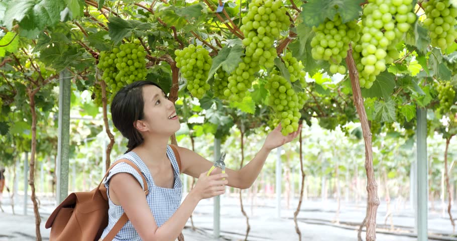 Woman visit green grape farm garden