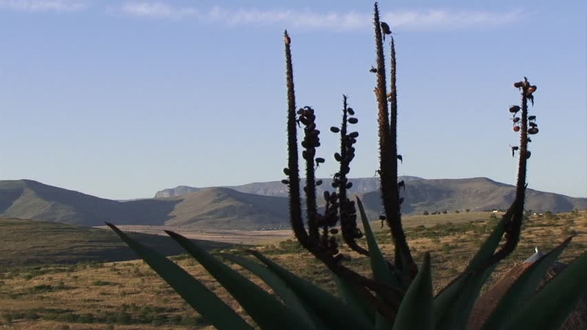 Aloe arborescens (krantz aloe, candelabra aloe) Aloe flowers blowing in the wind, Lesotho, Africa