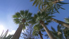 Professional video of spinning under palm trees in 4k slow motion 60fps