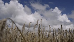 ripe ears of rye on the background of the sky and clouds, on a sunny summer day. Ukraine. Europe.