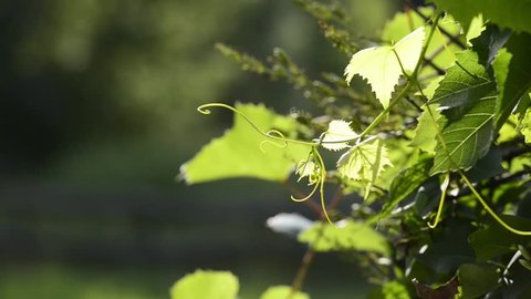 young branch and leaves of a wine grapes sway in the wind in the garden. Sunny summer rural day.