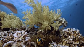 Clownfish and Beautiful Soft Coral. Picture of clownfish (Amphiprion bicinctus) and sea anemones in the tropical reef of the Red Sea Dahab Egypt.