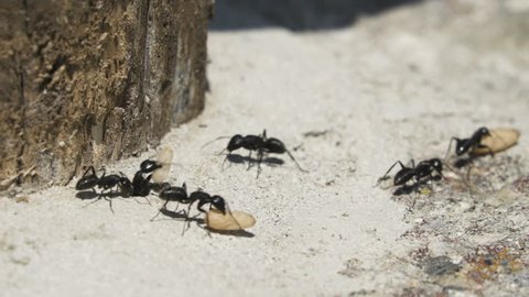 Close-Up Of Ants Transfer  Carrying Their Eggs from burrow
