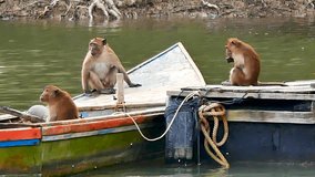 Wildlife Video The family of monkeys sit in a boat park at the mangrove Forest on the southern beach of Thailand, Animal and Wildlife Cocept.