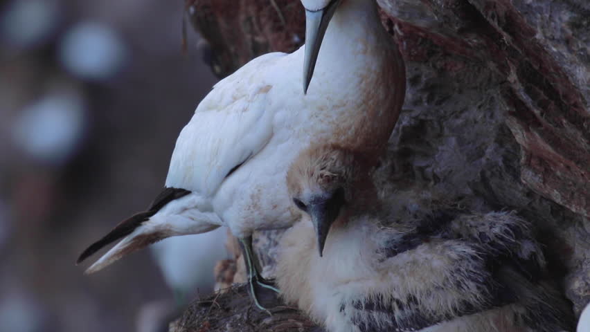 gannet and chick, Morus, on a cliff face at troups head, aberdeenshire, late july, scotland.
