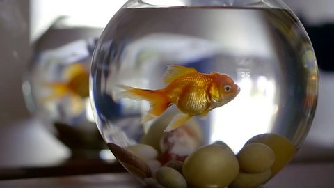 Adult Goldfish Close Up Breathing, Slow Motion Underwater Shot In Home Aquarium