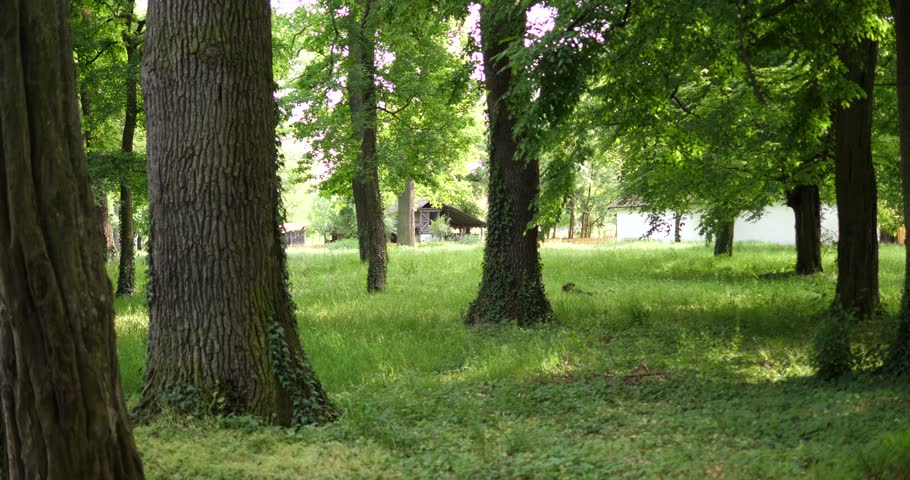 Green forest in Timisoara, Romania
