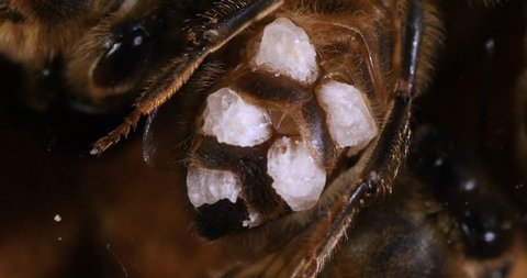 European Honey Bee, apis mellifera, wax bee that has patches of wax on its wax glands Bee Hive in Normandy, Real Time 4K