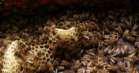  European Honey Bee, apis mellifera, Bees on a wild Ray, Bees working on Alveolus, Wild Bee Hive in Normandy, Real Time 4K