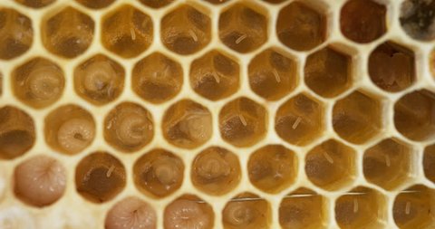 European Honey Bee, apis mellifera, Bee Brood and Alveolus filled with Larvaes and Eggs, Bee Hive in Normandy, Real Time 4K