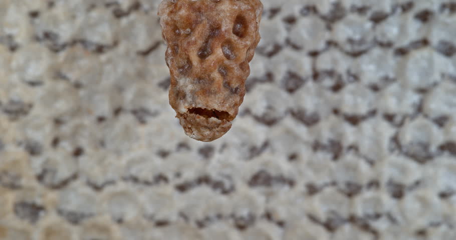 European Honey Bee, apis mellifera, Emergence of a Queen, Bee Hive in Normandy, Real Time 4K