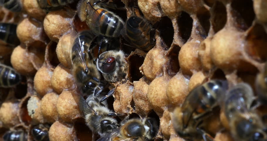 European Honey Bee, apis mellifera, Emergence of a Male with a Varroa Parasite on the Head, Bee Hive in Normandy, Real Time 4K