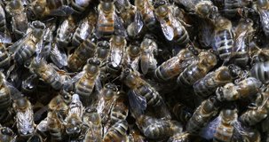 European Honey Bee, apis mellifera, Bees working on alveolus, Normandy, Real Time 4K