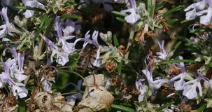  European Honey Bee, apis mellifera, Bee foraging a Rosemary Flower, Pollination Act, Normandy, Real Time 4K