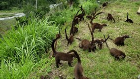 Colony of Cute Coati (Nasua) looking for food in the jungle in Panama