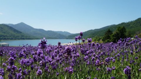 Hokkaido, Japan - JULY 27, 2018:  Purple lavender flower field in summer at Kanayamako Forest Park, Furano, Hokkaido. Relaxing time with paradise place.