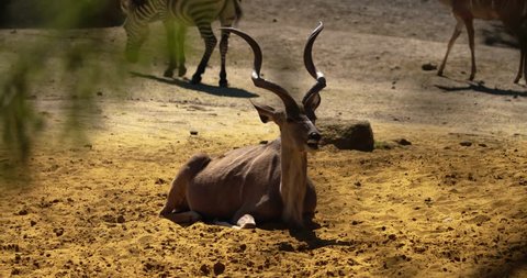 kudu - sequence