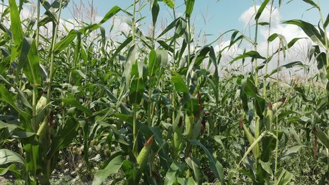 Corn stalks on a cornfield during harvesting