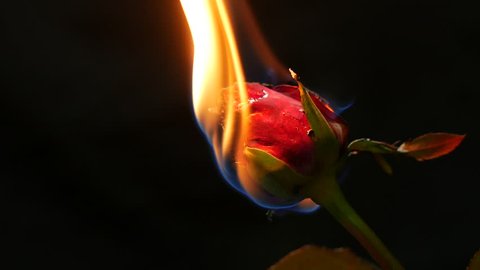 Burning red rose on black background