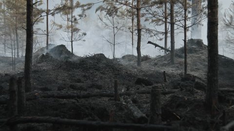 Burned forest after wildfire. Smoke rising from ground after forest fire. Landscape with fallen trees and dark ash.