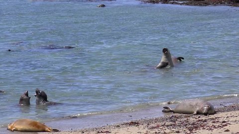 Northern Elephant Seals (Mirounga angustirostris) in the Ano Nuevo State Park in Califonia, USA